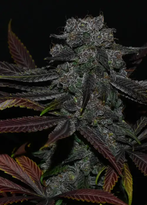 Velvet Krush by DJ Short, Photoperiod cannabis strain