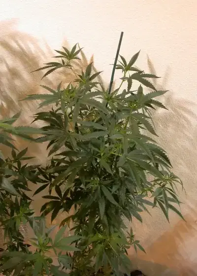 Velvet Rush by DJ Short, Photoperiod cannabis strain