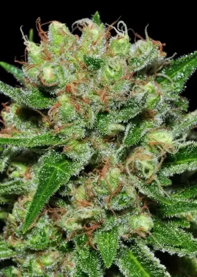 Veneno by Eva Seeds, Photoperiod cannabis strain