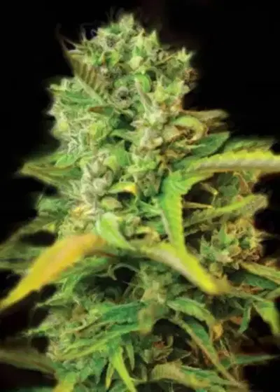 Venice Beach Afghan auto by Keraseeds, Autoflower cannabis strain