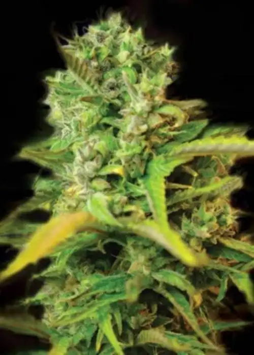 Venice Beach Afghan auto by Keraseeds, Autoflower cannabis strain
