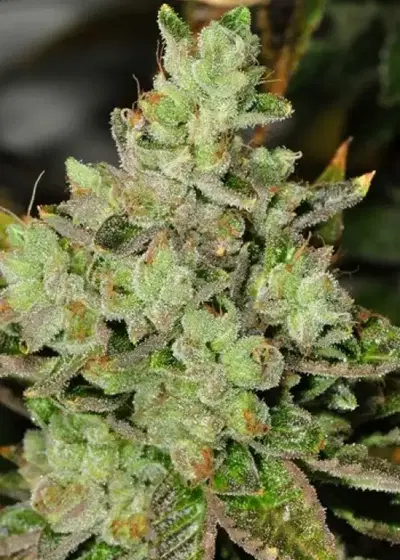 Venom OG by Rare Dankness, Photoperiod cannabis strain