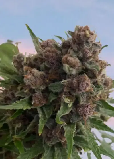 Venus Blue by Mosca Seeds, Photoperiod cannabis strain