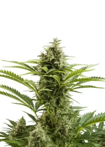 Vesta by Buddha Seeds, Autoflower cannabis strain