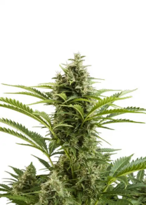 Vesta by Buddha Seeds, Autoflower cannabis strain