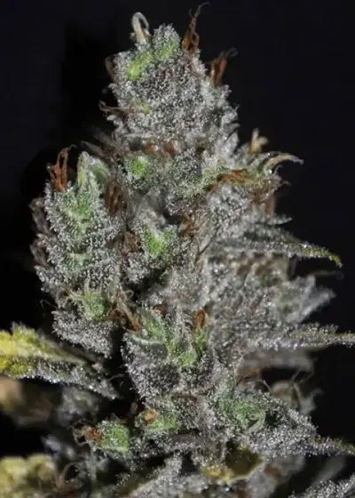 Viagrra by VIP Seeds, Photoperiod cannabis strain