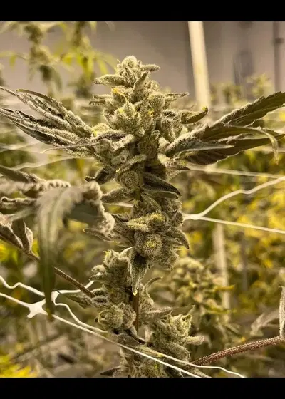 Vibranium by In House Genetics, Photoperiod cannabis strain