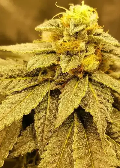 Viking Pie by Ocean Grown Seeds, Photoperiod cannabis strain