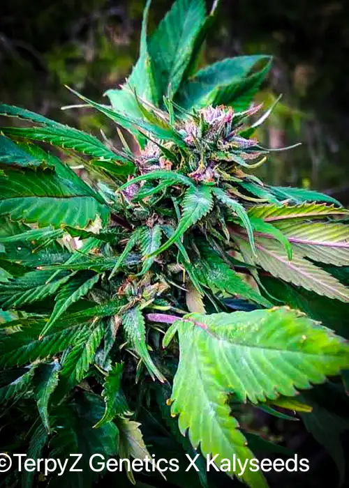 Vino Tinto (Dark Blue Sativa) by TerpyZ Mutant Genetics, Photoperiod cannabis strain