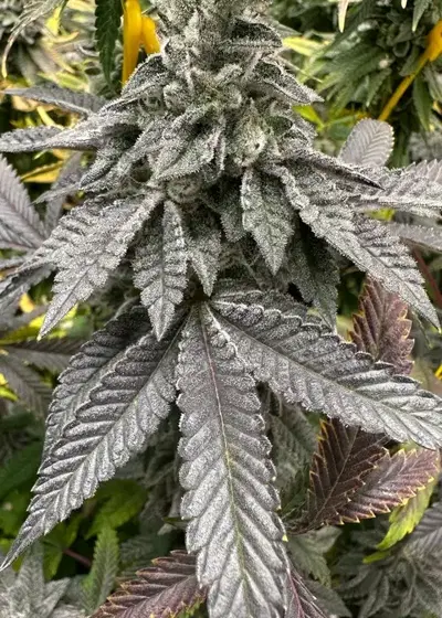 Violaceous NL#5 by Authentic Genetics, Photoperiod cannabis strain