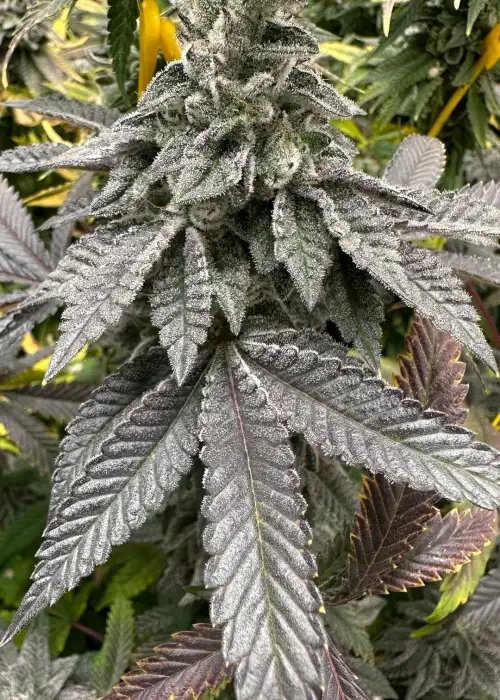 Violaceous NL#5 by Authentic Genetics, Photoperiod cannabis strain