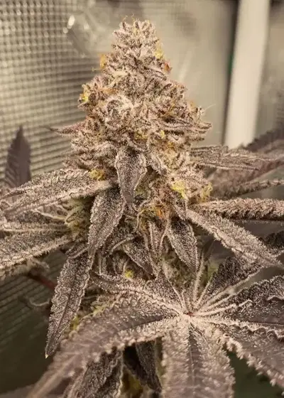 Violet BAG by Robin Hood Seeds, Photoperiod cannabis strain