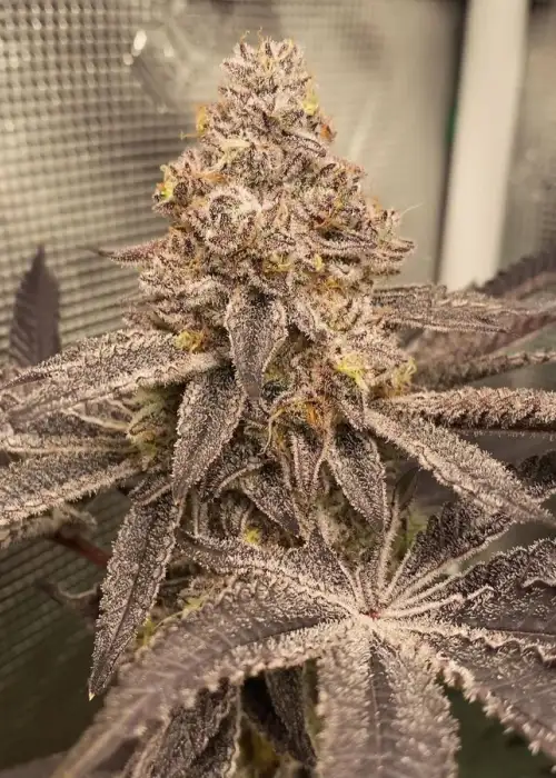 Violet BAG by Robin Hood Seeds, Photoperiod cannabis strain