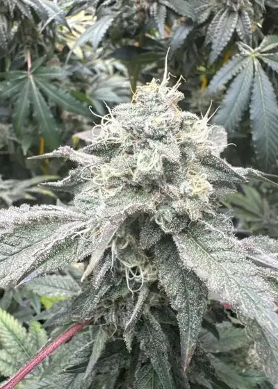 Violet Fuel by Square One Genetics, Photoperiod cannabis strain