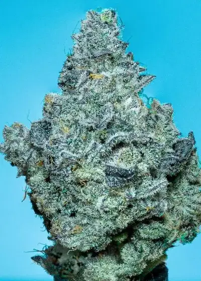 Violet Lakes by Robin Hood Seeds, Photoperiod cannabis strain