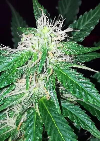 VIP Auto by VIP Seeds, Autoflower cannabis strain