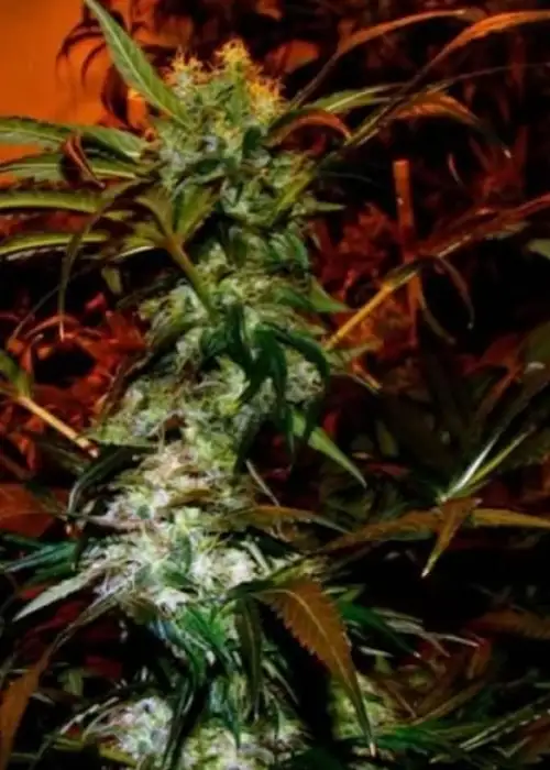 VIP Haze by VIP Seeds, Photoperiod cannabis strain