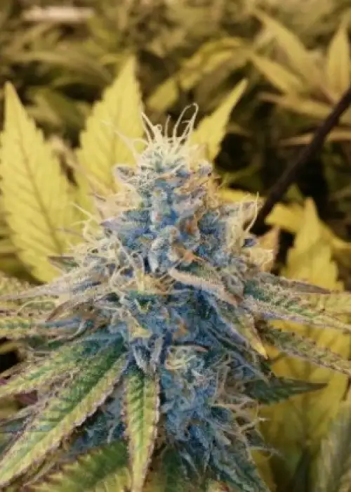 Viper City OG by Moxie 710, Photoperiod cannabis strain