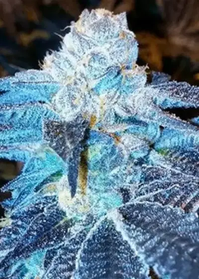 Viper Cookies by Moxie 710, Photoperiod cannabis strain