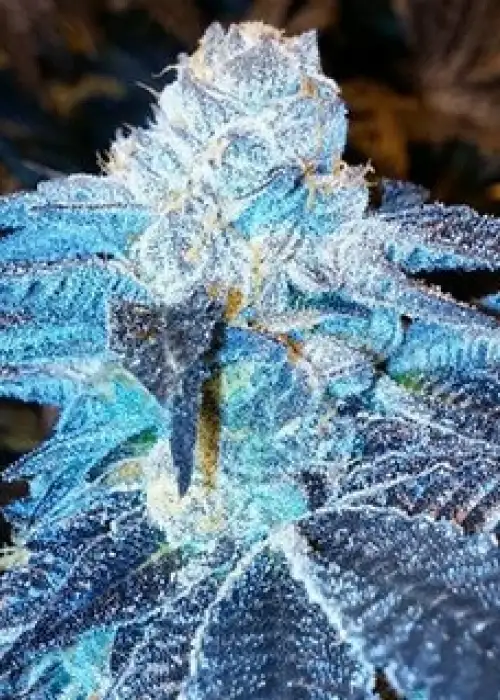 Viper Cookies by Moxie 710, Photoperiod cannabis strain