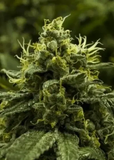 Viper Goji by Moxie 710, Photoperiod cannabis strain
