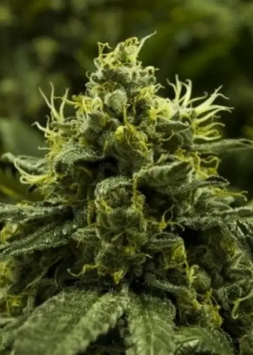 Viper Goji by Moxie 710, Photoperiod cannabis strain