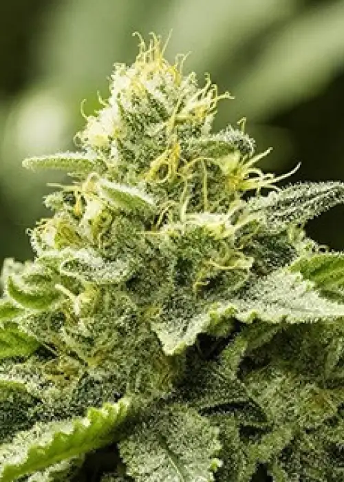 Viper Haze by Moxie 710, Photoperiod cannabis strain