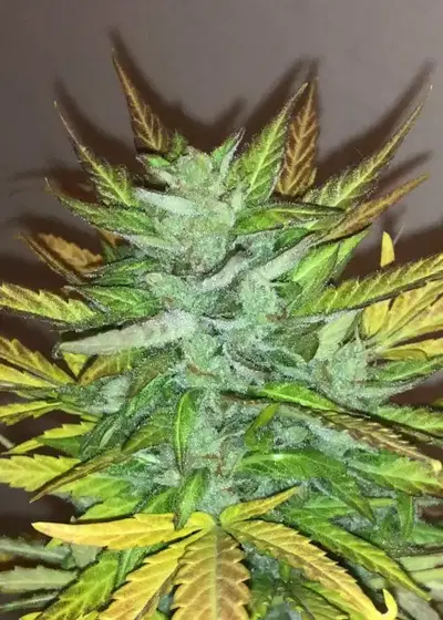 Vision Jack AutoFem by Vision Seeds, Autoflower cannabis strain