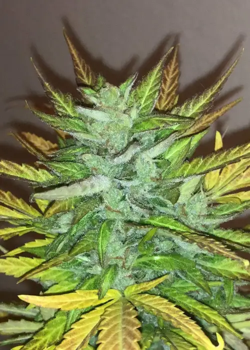 Vision Jack AutoFem by Vision Seeds, Autoflower cannabis strain