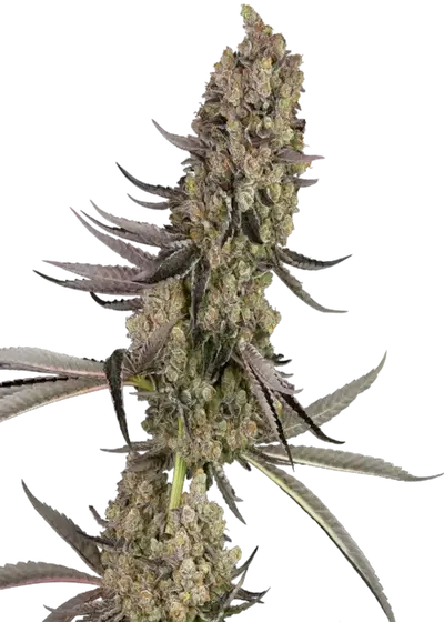 Vlad the Inhaler by Sensi Seeds, Photoperiod cannabis strain