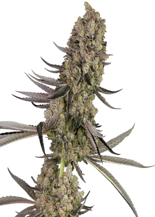 Vlad the Inhaler by Sensi Seeds, Photoperiod cannabis strain