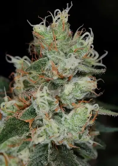 Vortex by TGA Genetics Subcool Seeds, Photoperiod cannabis strain