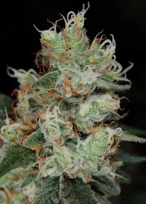 Vortex by TGA Genetics Subcool Seeds, Photoperiod cannabis strain