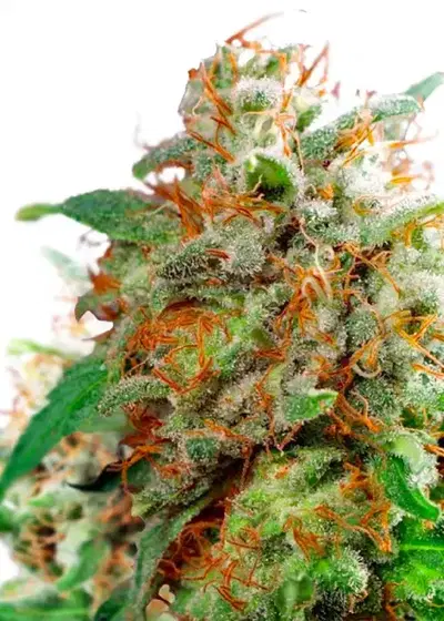 Waikiki Queen by Amsterdam Marijuana Seeds AMS, Photoperiod cannabis strain