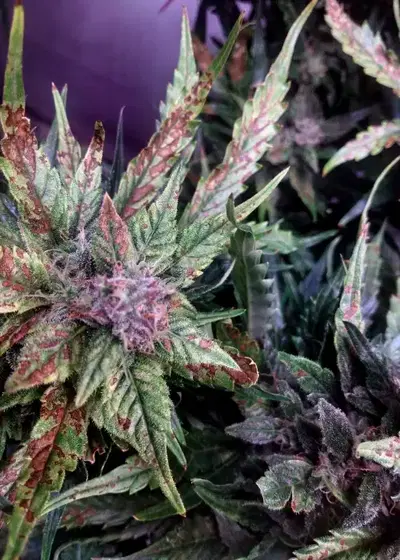 Waist Deep Auto by Heavyweight Seeds, Autoflower cannabis strain