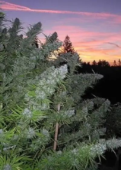Walkabout cannabis strain