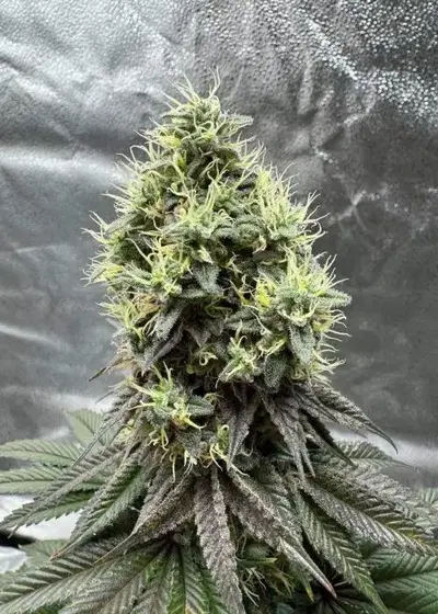 Wapanga by Terphogz, Photoperiod cannabis strain