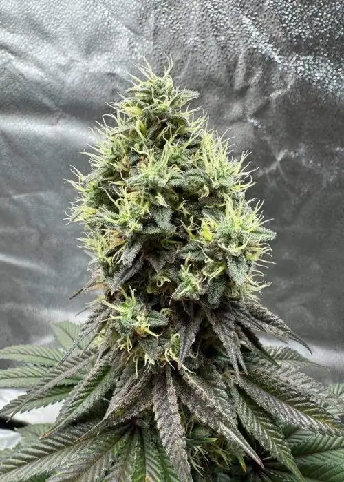 Wapanga by Terphogz, Photoperiod cannabis strain