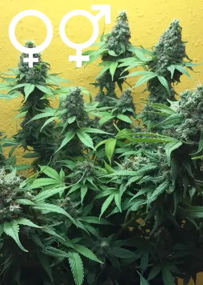 Warlock by Serious Seeds, Photoperiod cannabis strain