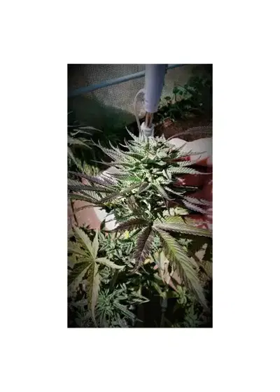 Warrior Kush by 7 East Genetics, Photoperiod cannabis strain