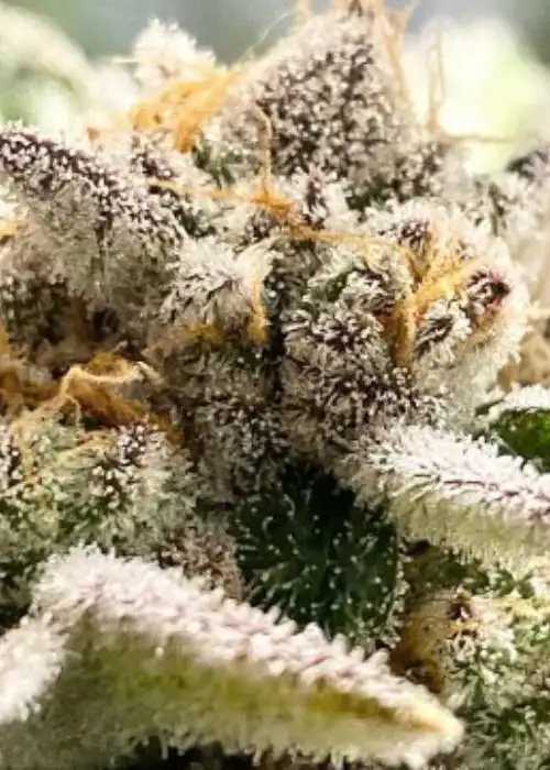 Wasabi by BlackFarm Genetix, Photoperiod cannabis strain