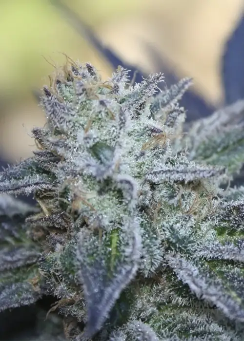 Washing Machine by Ripper Seeds, Photoperiod cannabis strain