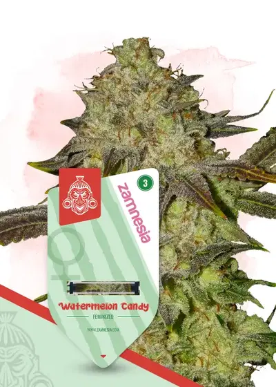 Watermelon Candy by Ganja Farmer, Photoperiod cannabis strain