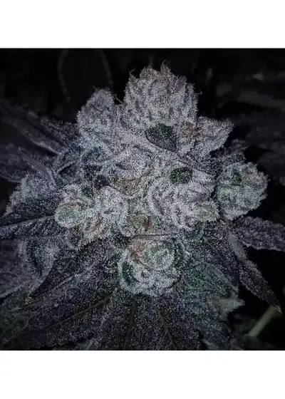 Watermelon Dragon by 7 East Genetics, Photoperiod cannabis strain