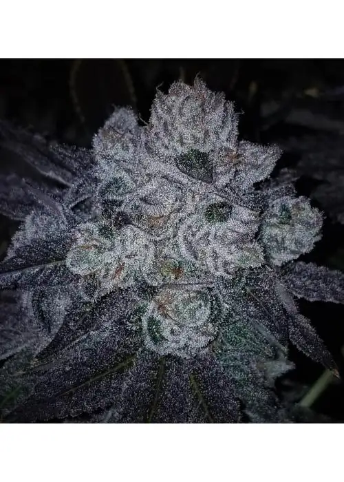 Watermelon Dragon by 7 East Genetics, Photoperiod cannabis strain