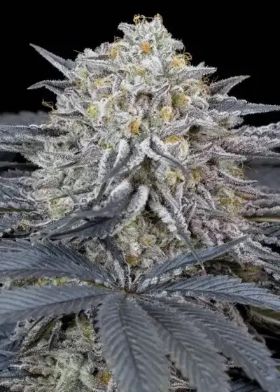 Watermelon Runtz by Silent Seeds, Photoperiod cannabis strain