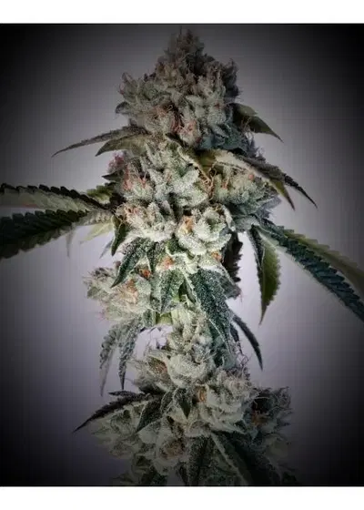 Watermelon Sugar by 7 East Genetics, Photoperiod cannabis strain