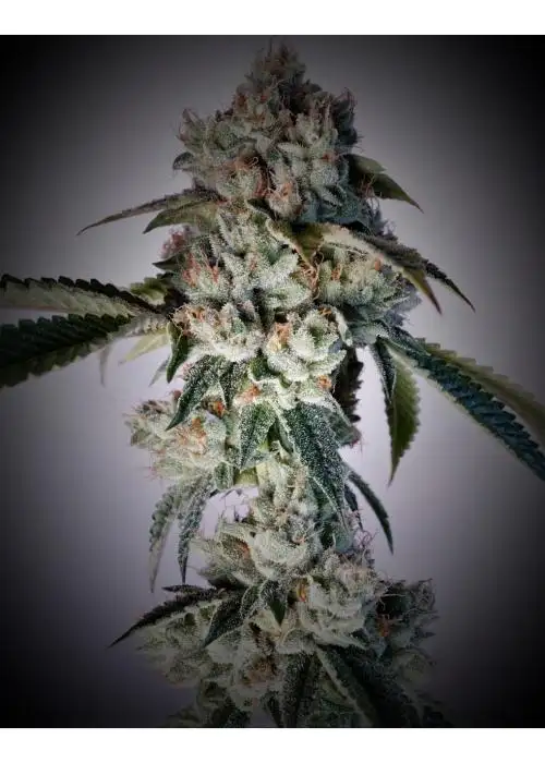 Watermelon Sugar by 7 East Genetics, Photoperiod cannabis strain