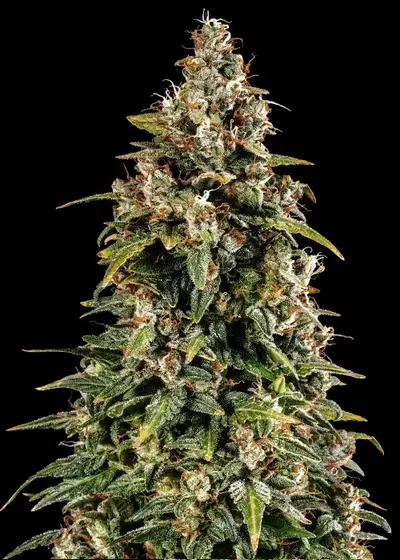 Watermelon Zkittlez Auto by Barney's Farm, Autoflower cannabis strain