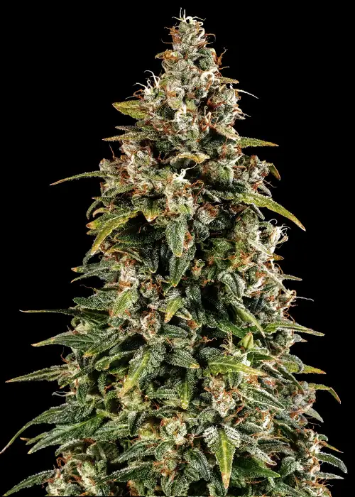 Watermelon Zkittlez Auto by Barney's Farm, Autoflower cannabis strain